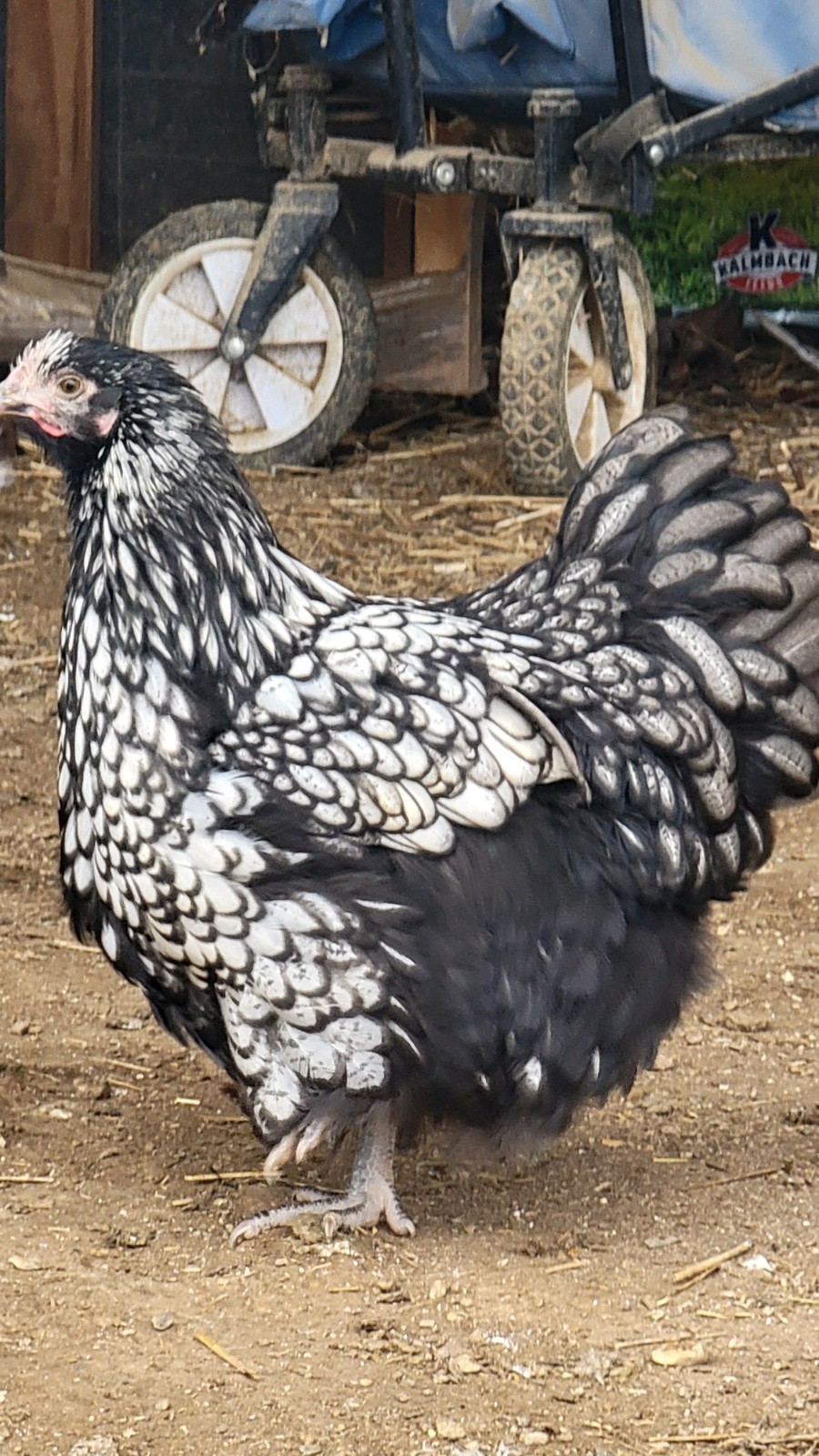 6 English Orpington Hatching Eggs Rare & Unusual Colors*new Pics *