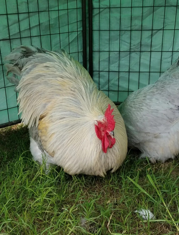 8+ English Isabel Cucko Orpington Hatching Eggs