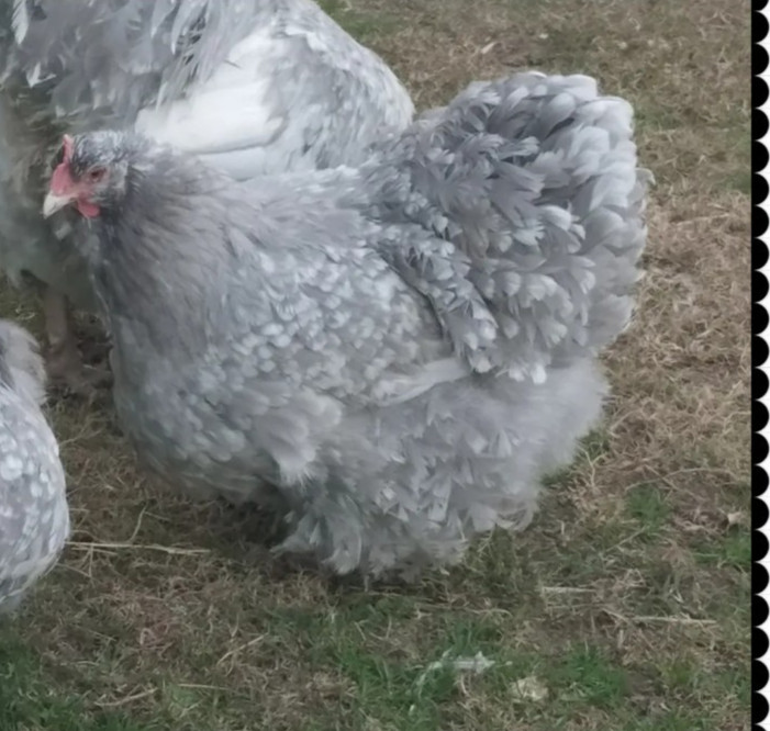8+ English Lavender Mottled Orpington Hatching Eggs