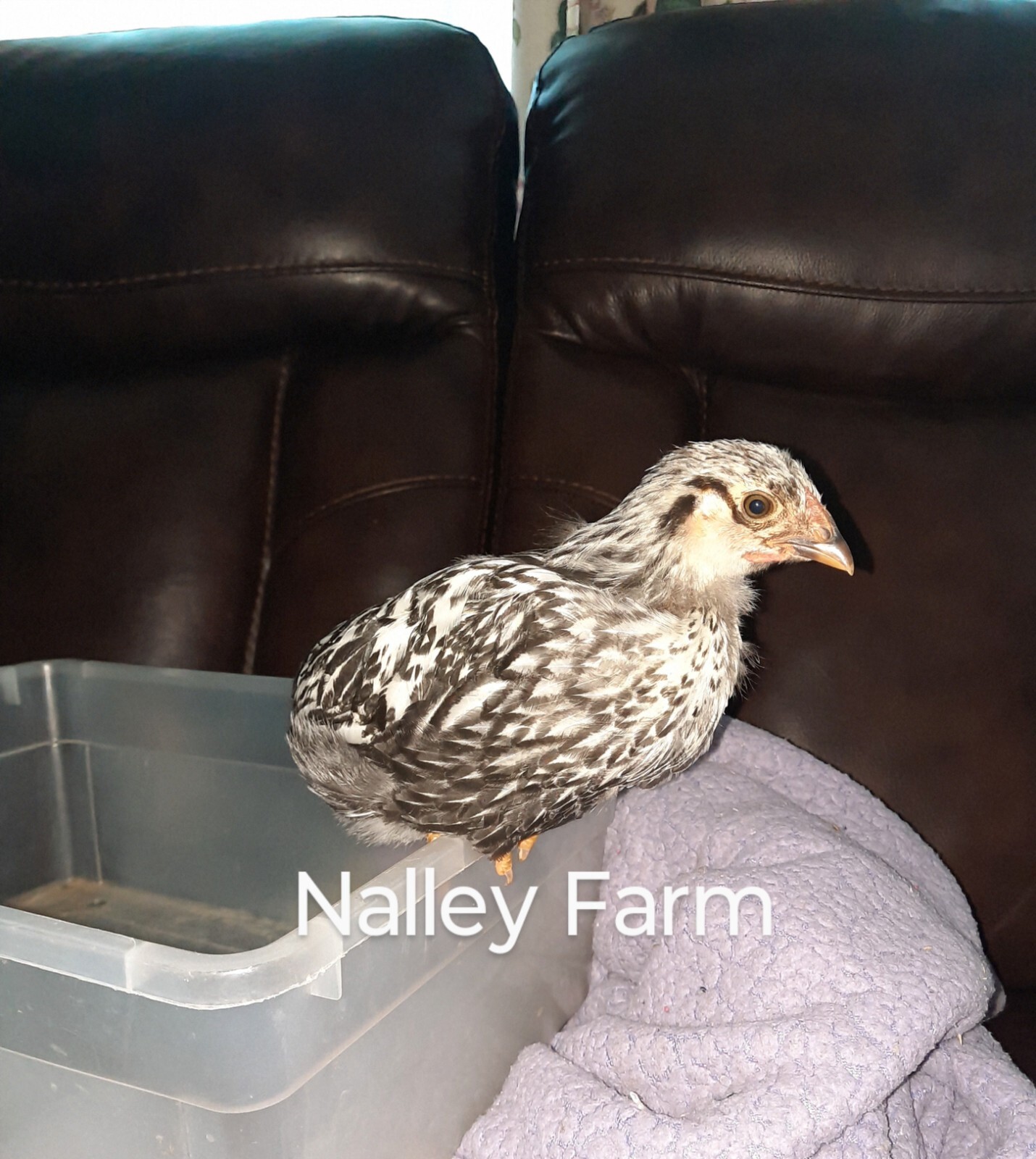 Silver Laced Wyandotte (6) 🐣 fertilized hatching eggs.Please read description.