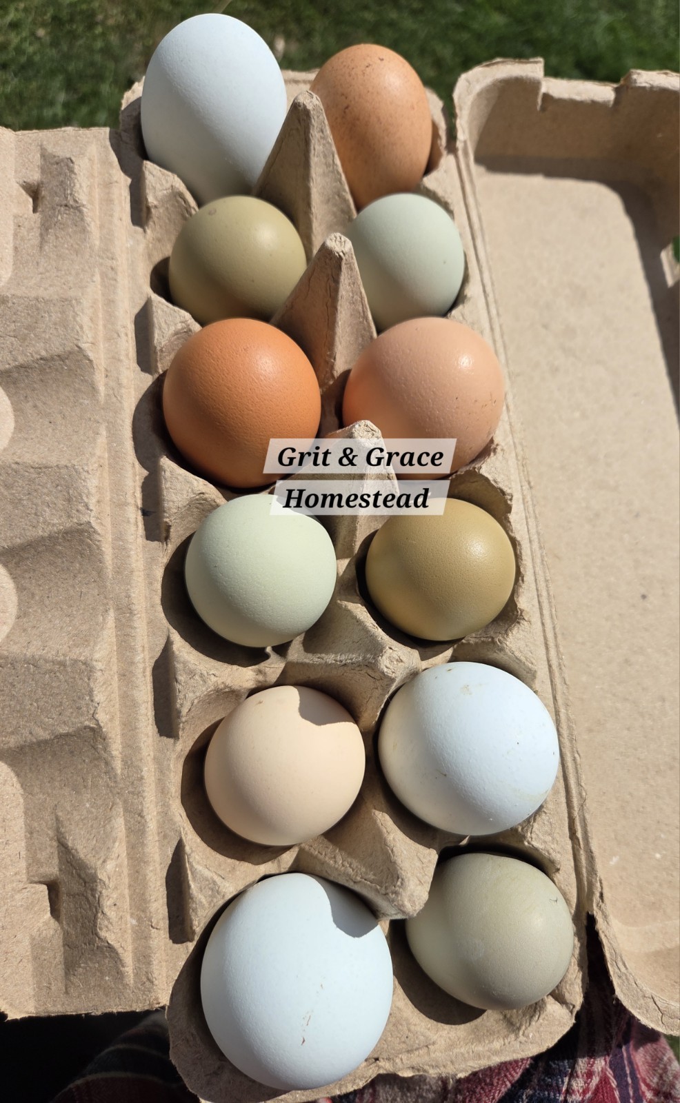 One Dozen Rainbow Hatching Eggs! Speckled, Heavy Bloom, Mint, Olive, Pink +