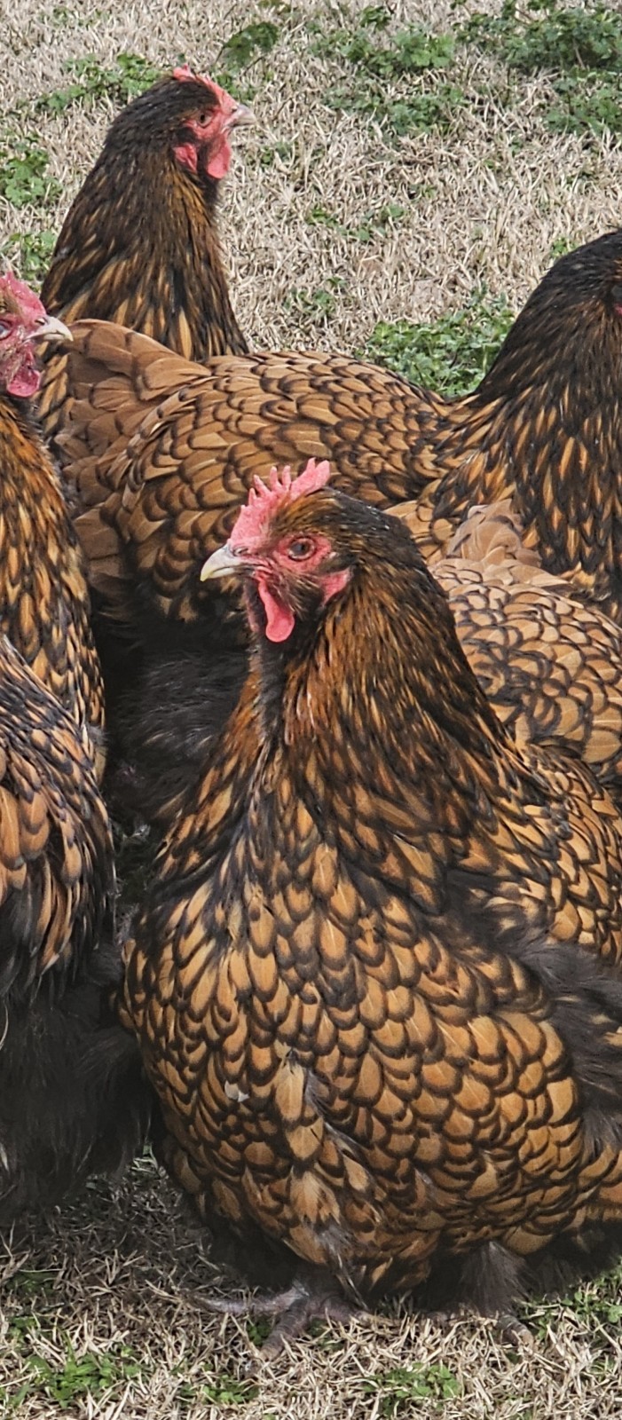 8+ English Gold Laced Orpington Hatching Eggs