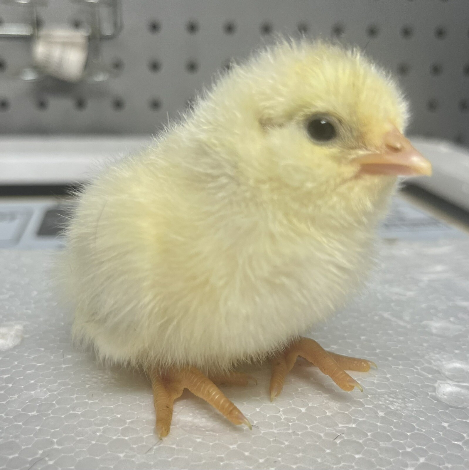 18 Rainbow Hatching Eggs Marans Olive Dark Fibro Bloom NPIP *read description*