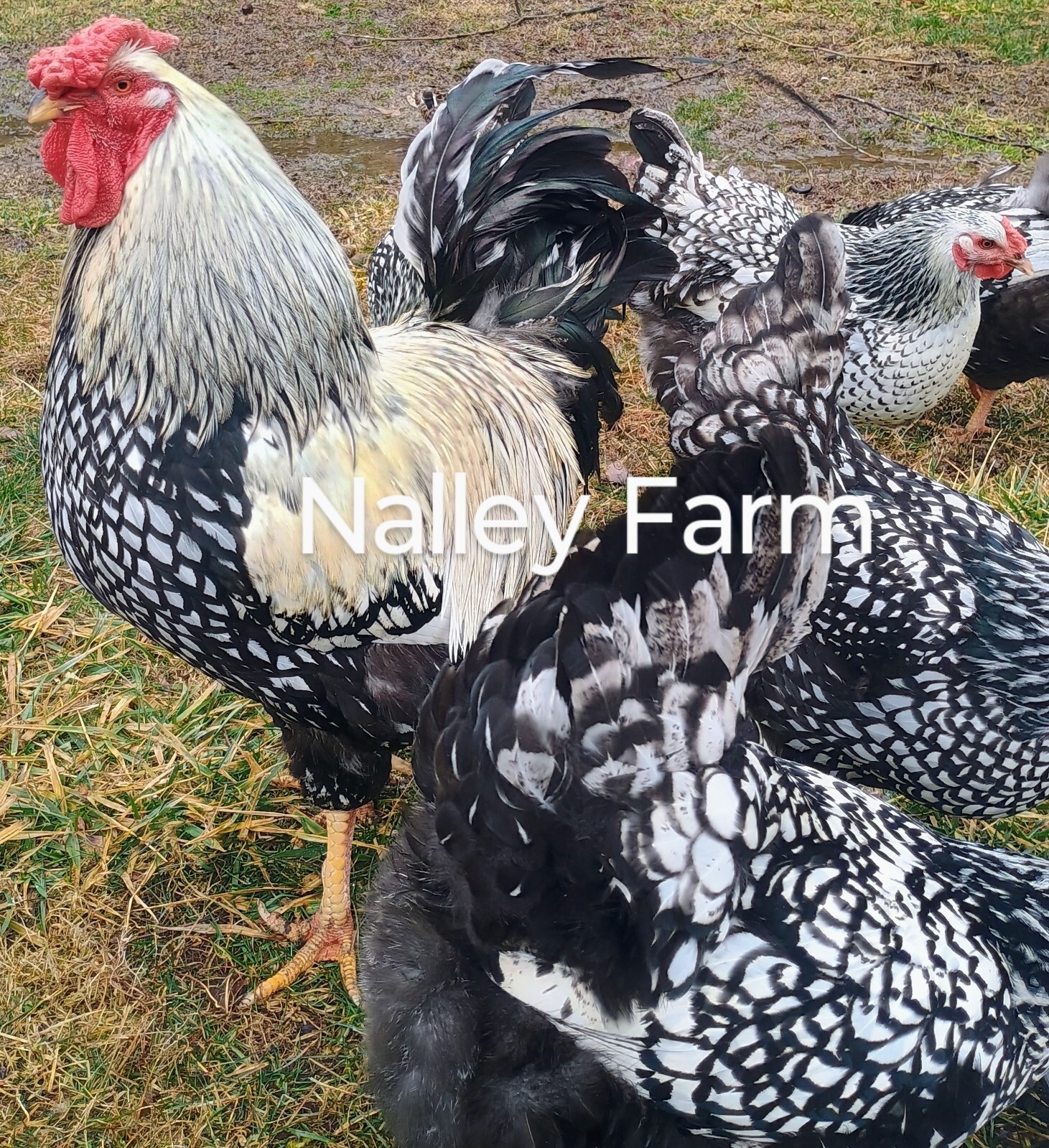 Silver Laced Wyandotte (6) 🐣 fertilized hatching eggs.Please read description.