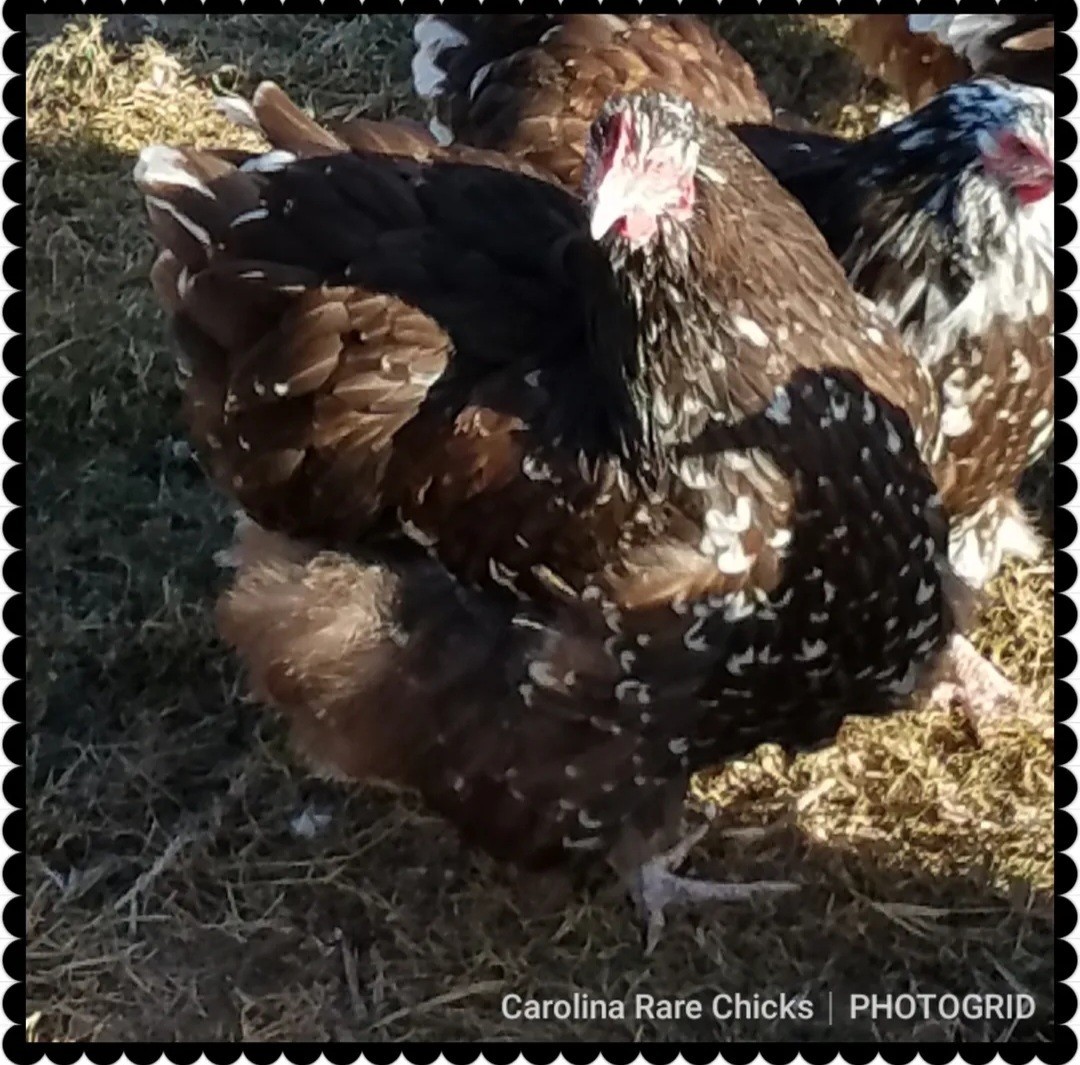 8+ English Chocolate Mottled Orpington Hatching Eggs