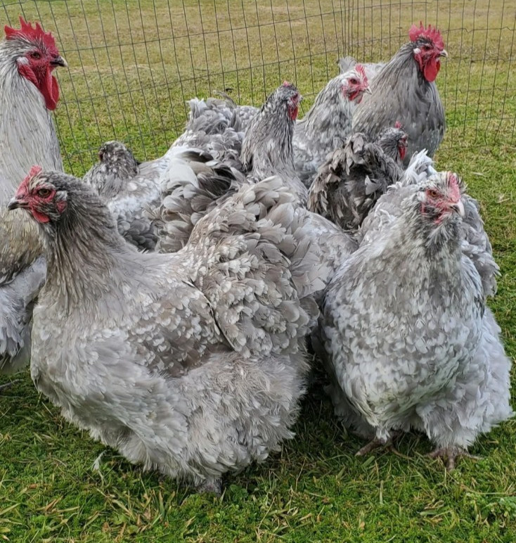 8+ English Lavender Mottled Orpington Hatching Eggs