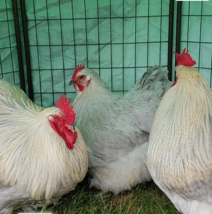 8+ English Isabel Cucko Orpington Hatching Eggs