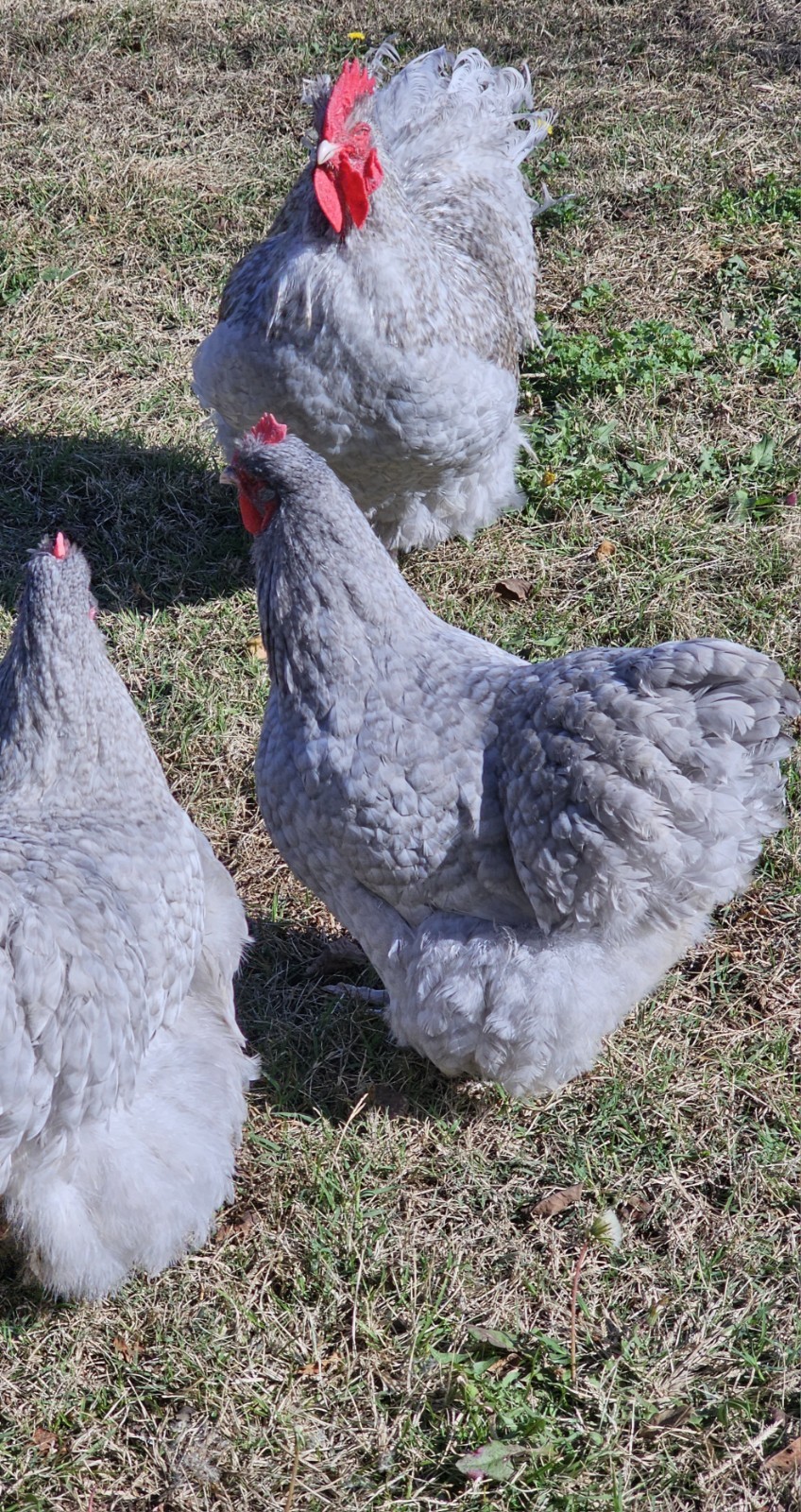 8+ English Lavender Cucko Orpington Hatching Eggs