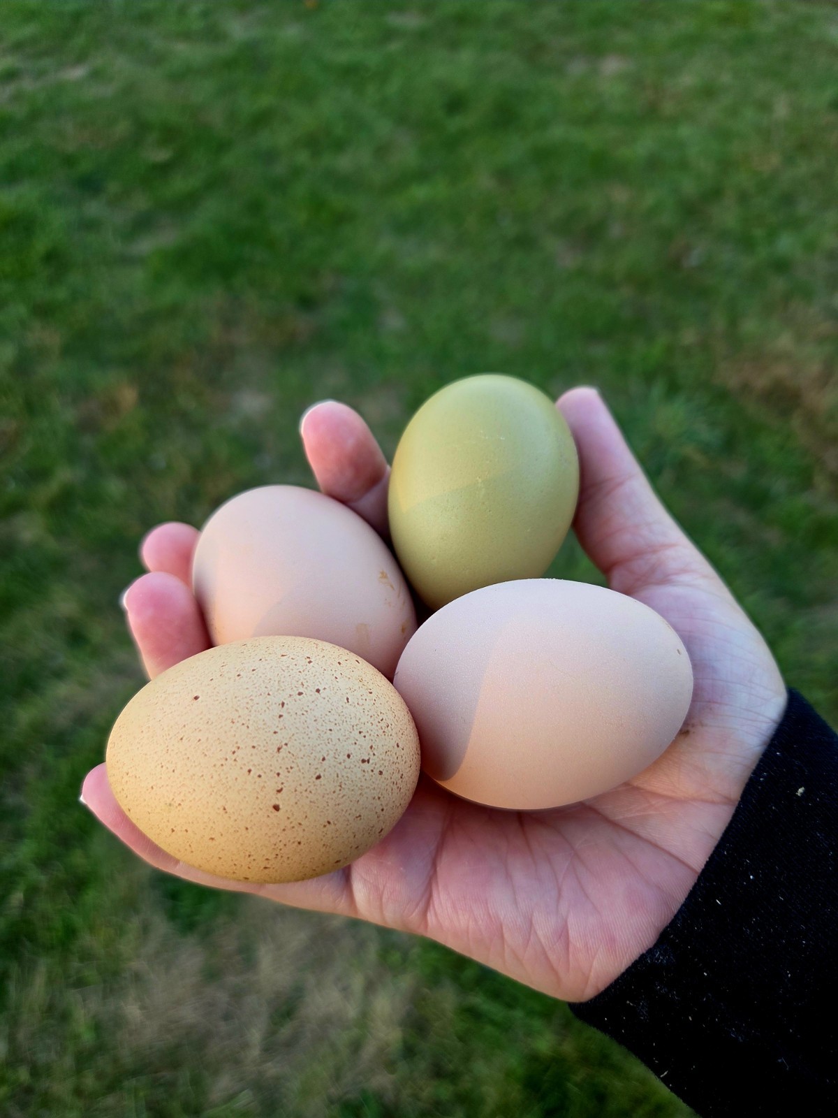 One Dozen Rainbow Hatching Eggs! Speckled, Heavy Bloom, Mint, Olive, Pink +