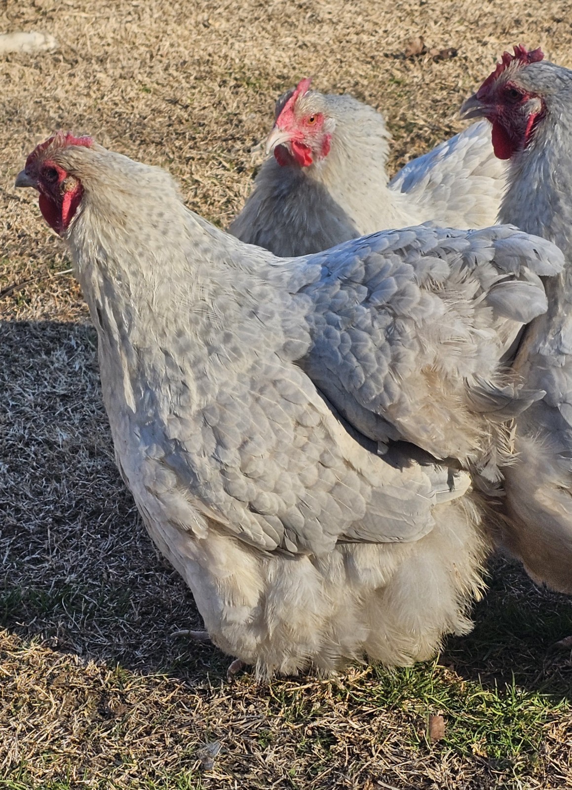 8+ English Isabel Cucko Orpington Hatching Eggs