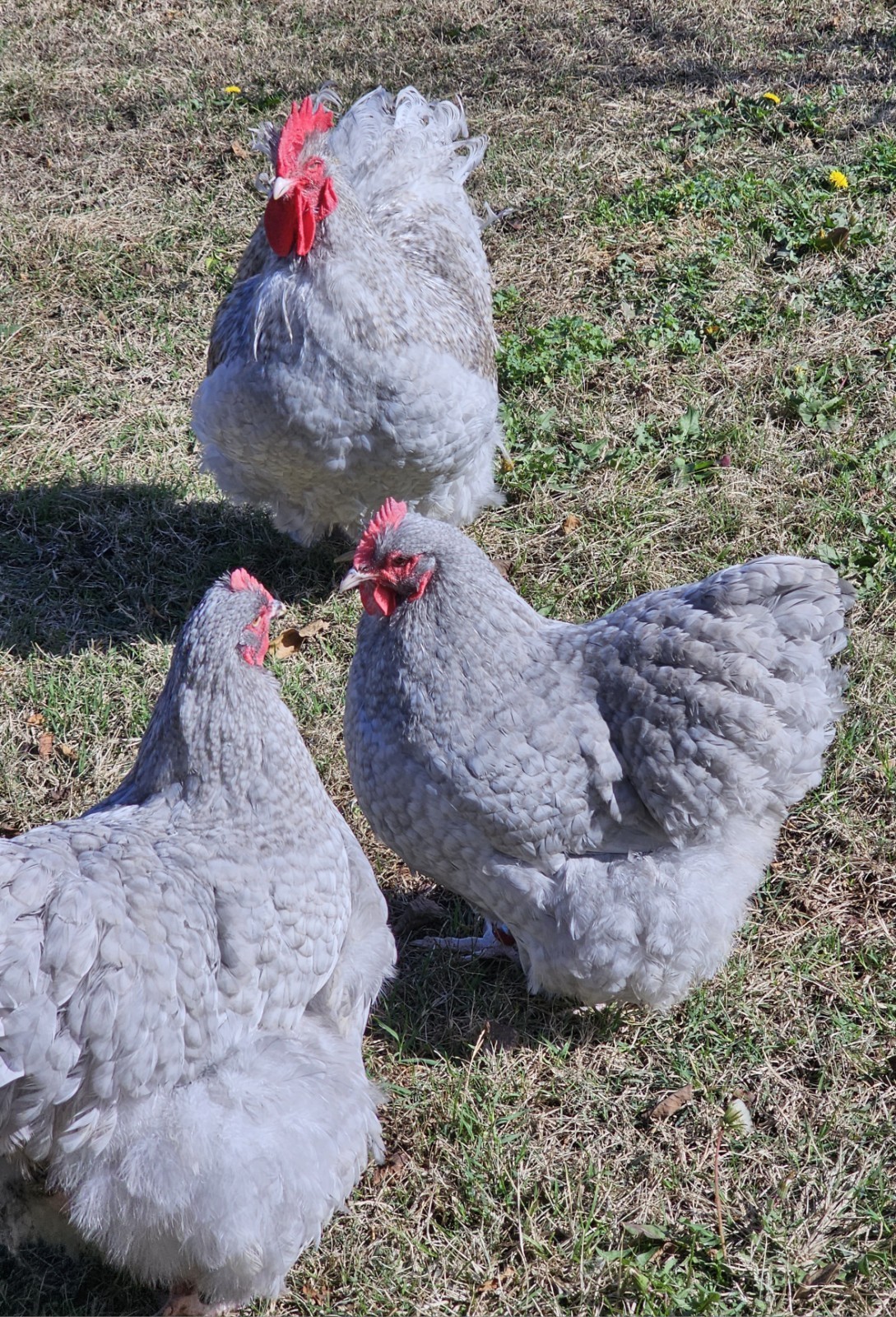 8+ English Lavender Cucko Orpington Hatching Eggs