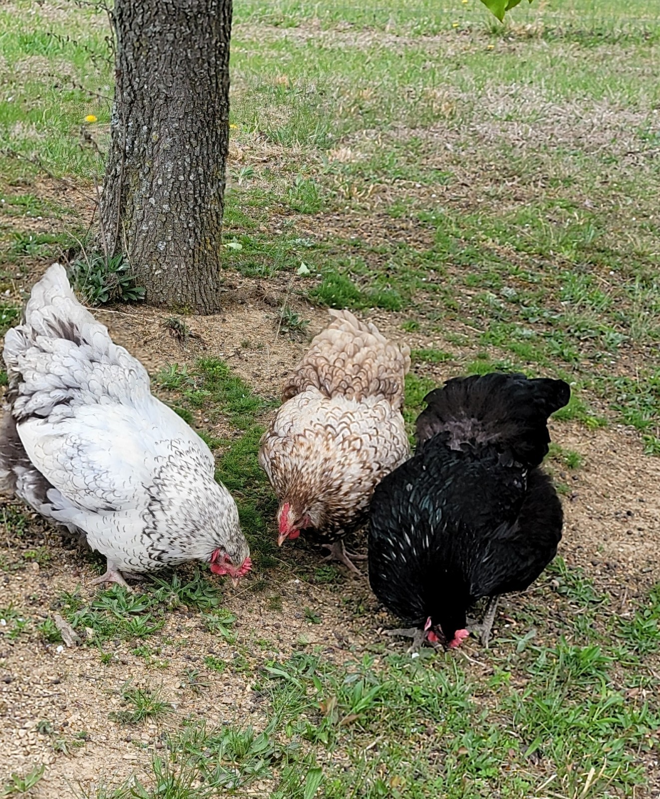 14 Pure English Orpington Hatching Eggs Mauve, SL,Mauve Laced, Choco, Huge Birds