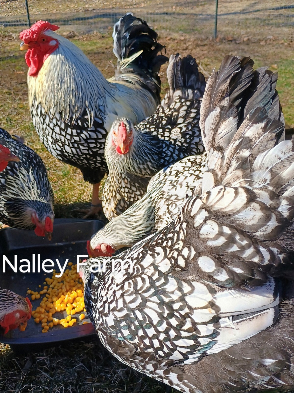 Silver Laced Wyandotte (6) 🐣 fertilized hatching eggs.Please read description.