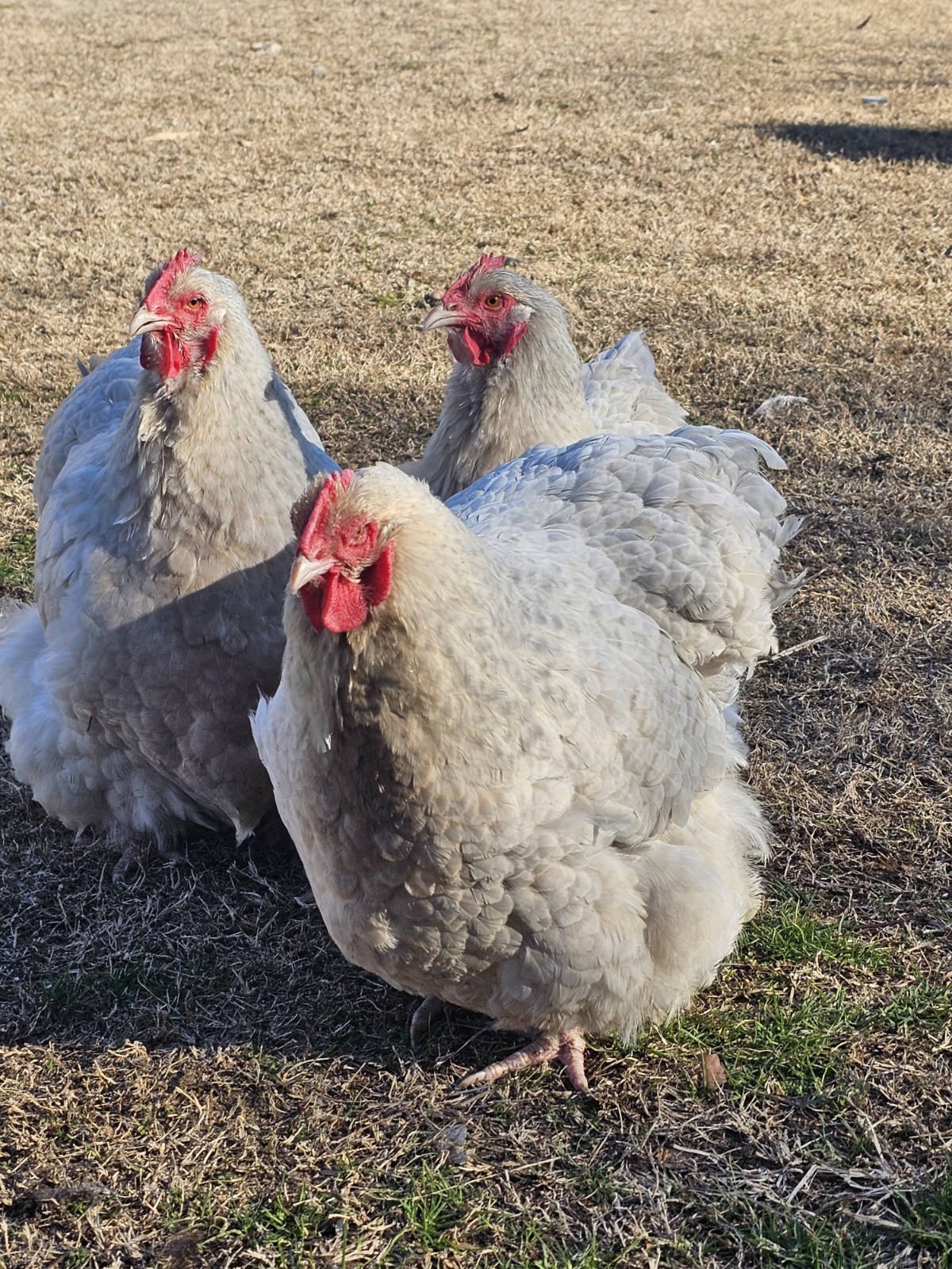 8+ English Isabel Cucko Orpington Hatching Eggs