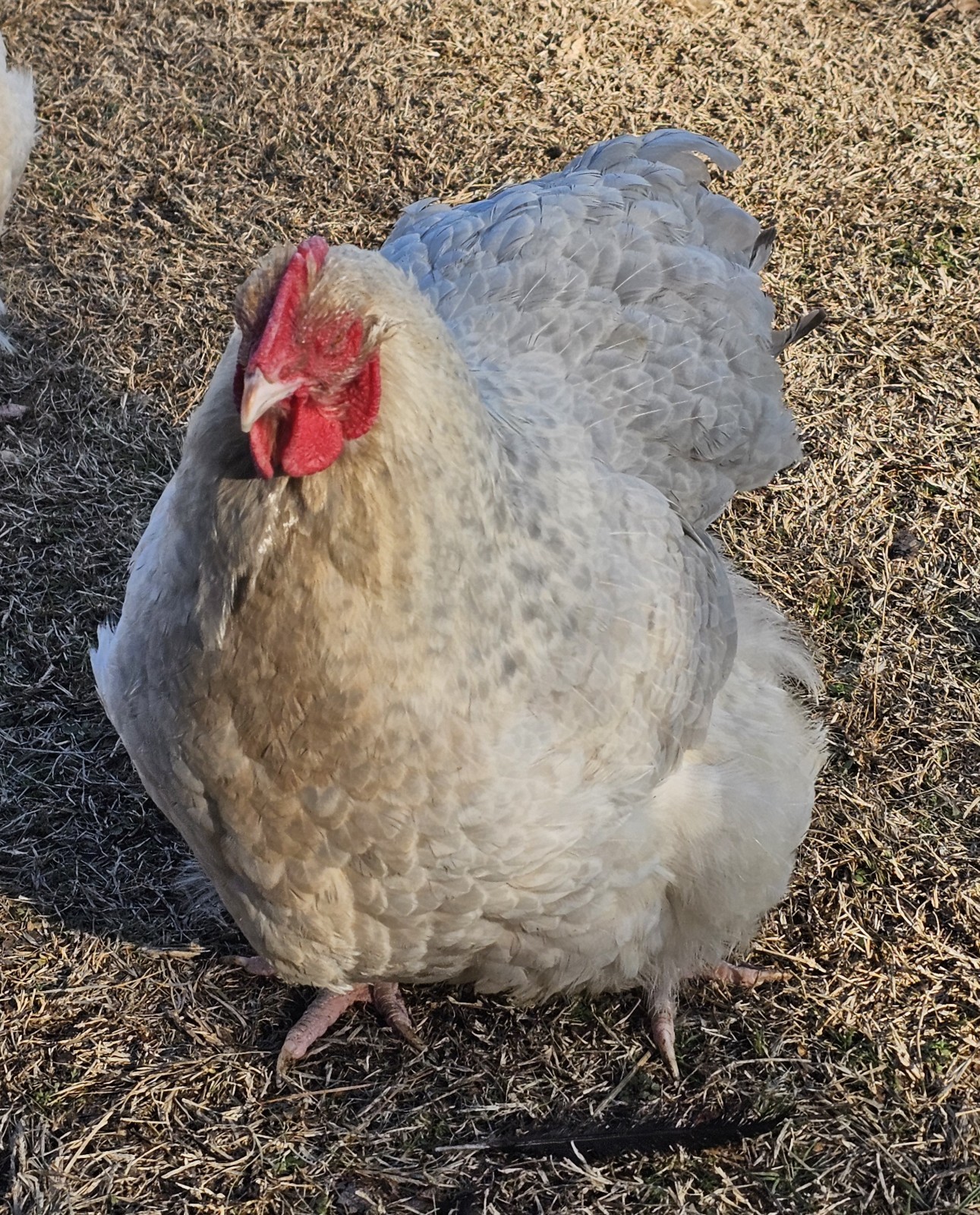 8+ English Isabel Cucko Orpington Hatching Eggs