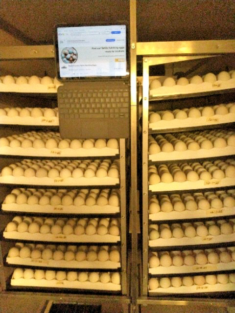 20 PUREBRED FRESH WELSH HARLEQUIN FERTILE HATCHING DUCK HATCHERY SUPPLY QUICK
