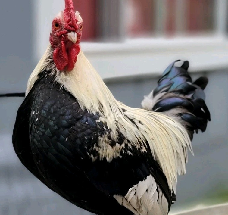 6+ Silver Duckwing Old English Bantam Fertile Hatching Eggs