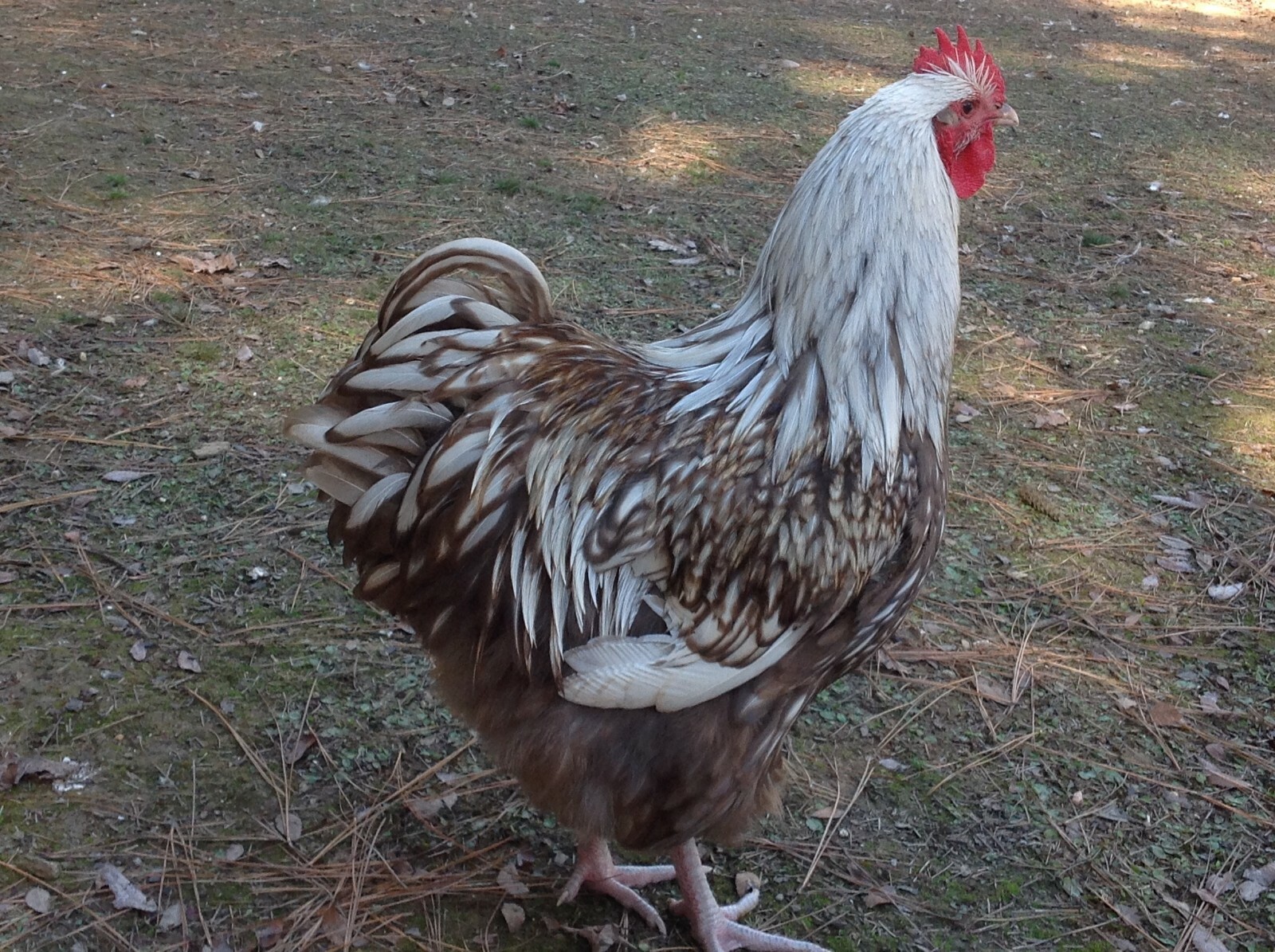 6 Chocolate Silver Laced Orpington Hatching Eggs Large Fowl