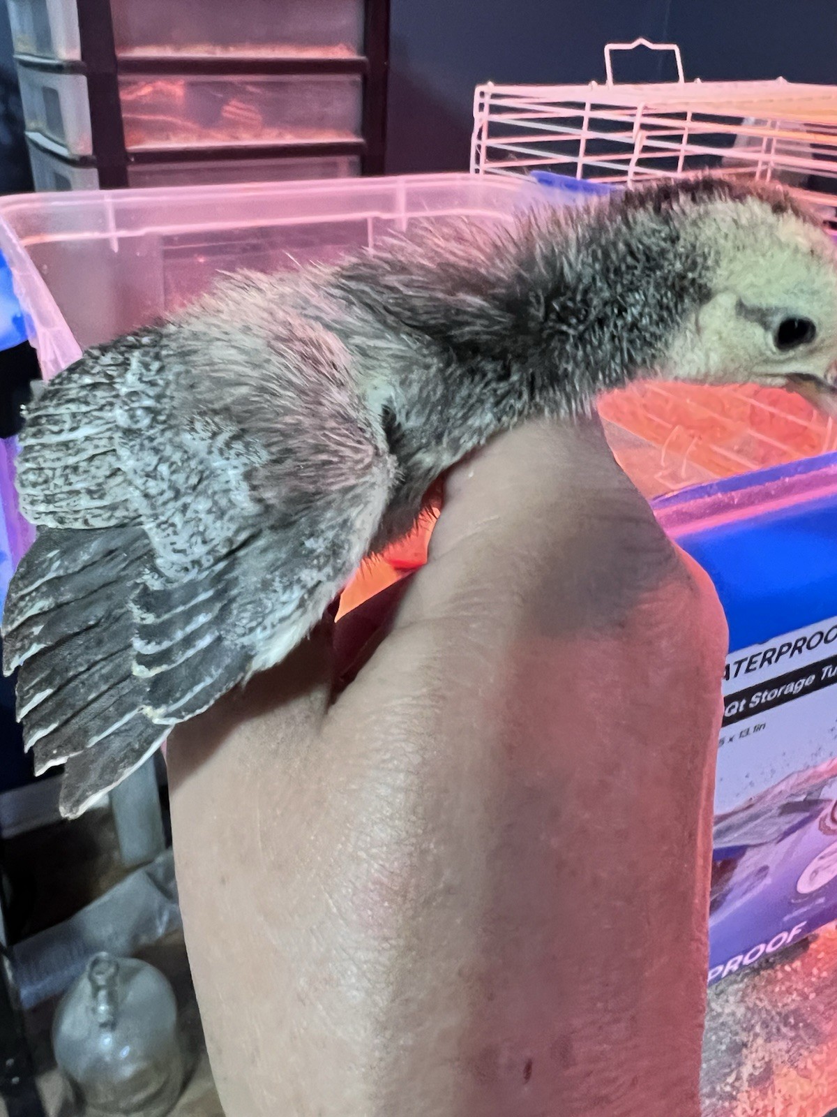 12+ Old English Game Mix Bantam Hatching Eggs 🐣