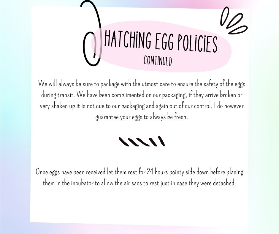 One Dozen Rainbow Hatching Eggs! Speckled, Heavy Bloom, Mint, Olive, Pink +