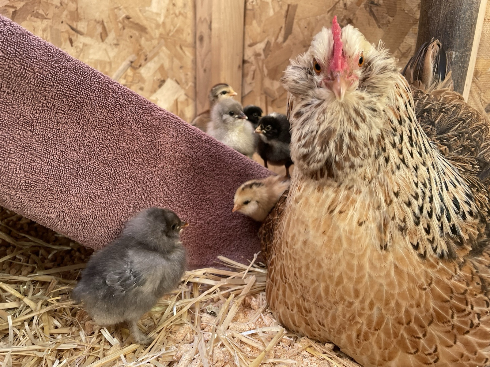 6+ Dark Or Heavy Bloom FERTILE Hatching Eggs Olive Chocolate Speckles Marans