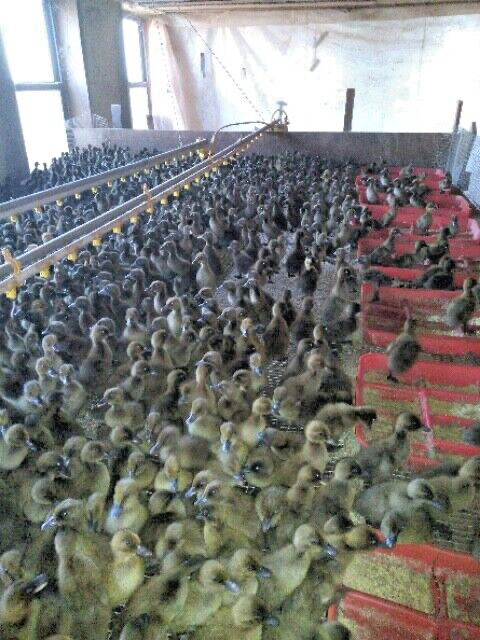 20 PUREBRED FRESH WELSH HARLEQUIN FERTILE HATCHING DUCK HATCHERY SUPPLY QUICK
