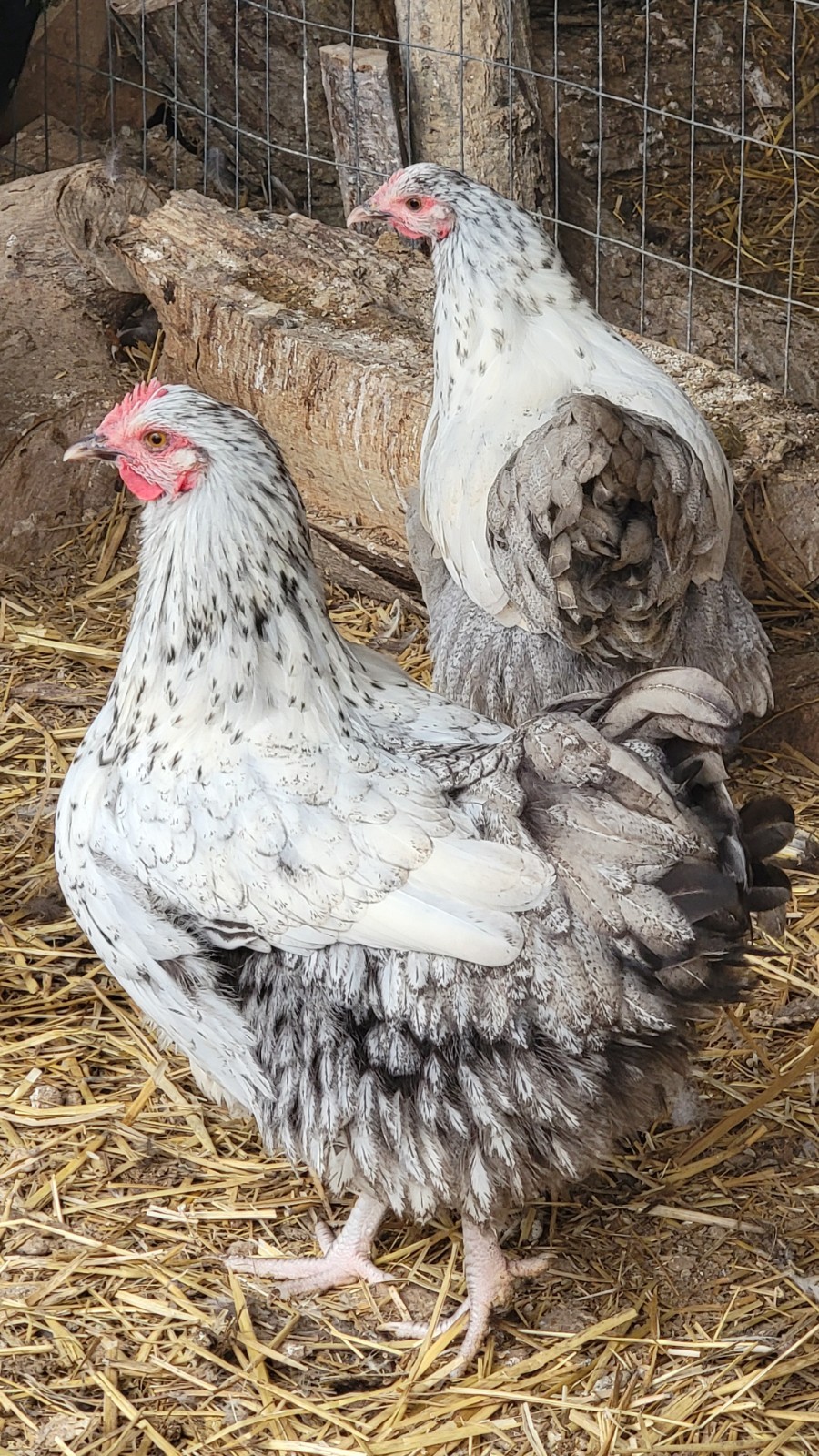 14 Pure English Orpington Hatching Eggs Mauve, SL,Mauve Laced, Choco, Huge Birds