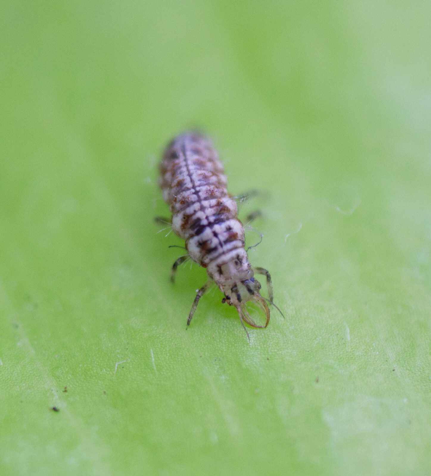 Green Lacewings – 1000 Larvae – Aphid, Thrips, Spider Mites