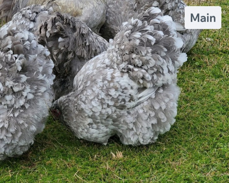8+ English Lavender Mottled Orpington Hatching Eggs