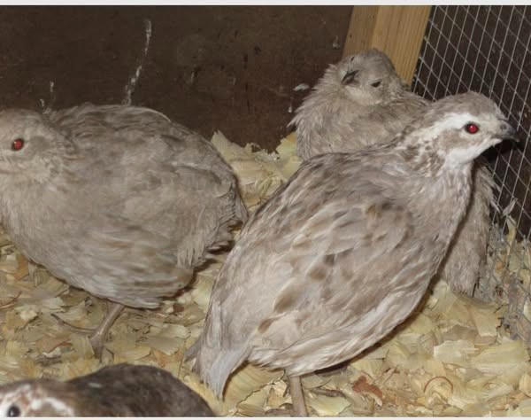 15+ Bobwhite mutation mix Hens Choice Eggs