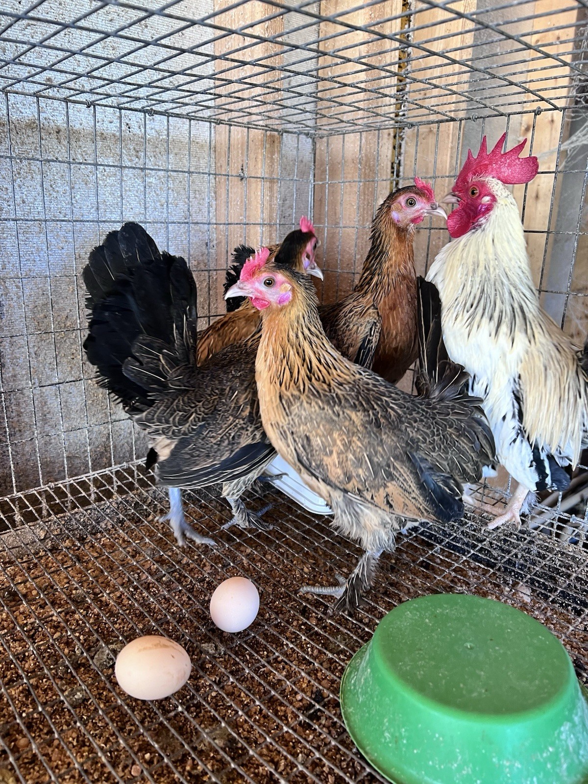 12+ Old English Game Mix Bantam Hatching Eggs 🐣