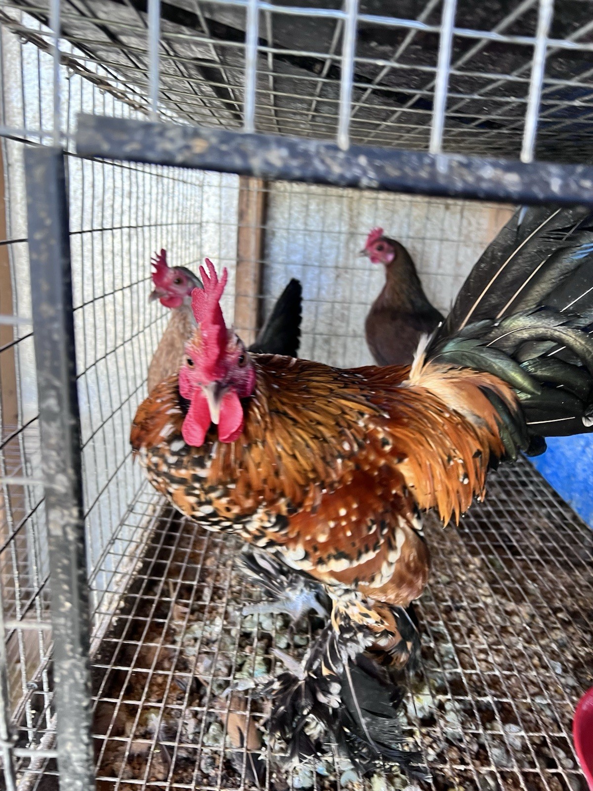 12+ Old English Game Mix Bantam Hatching Eggs 🐣