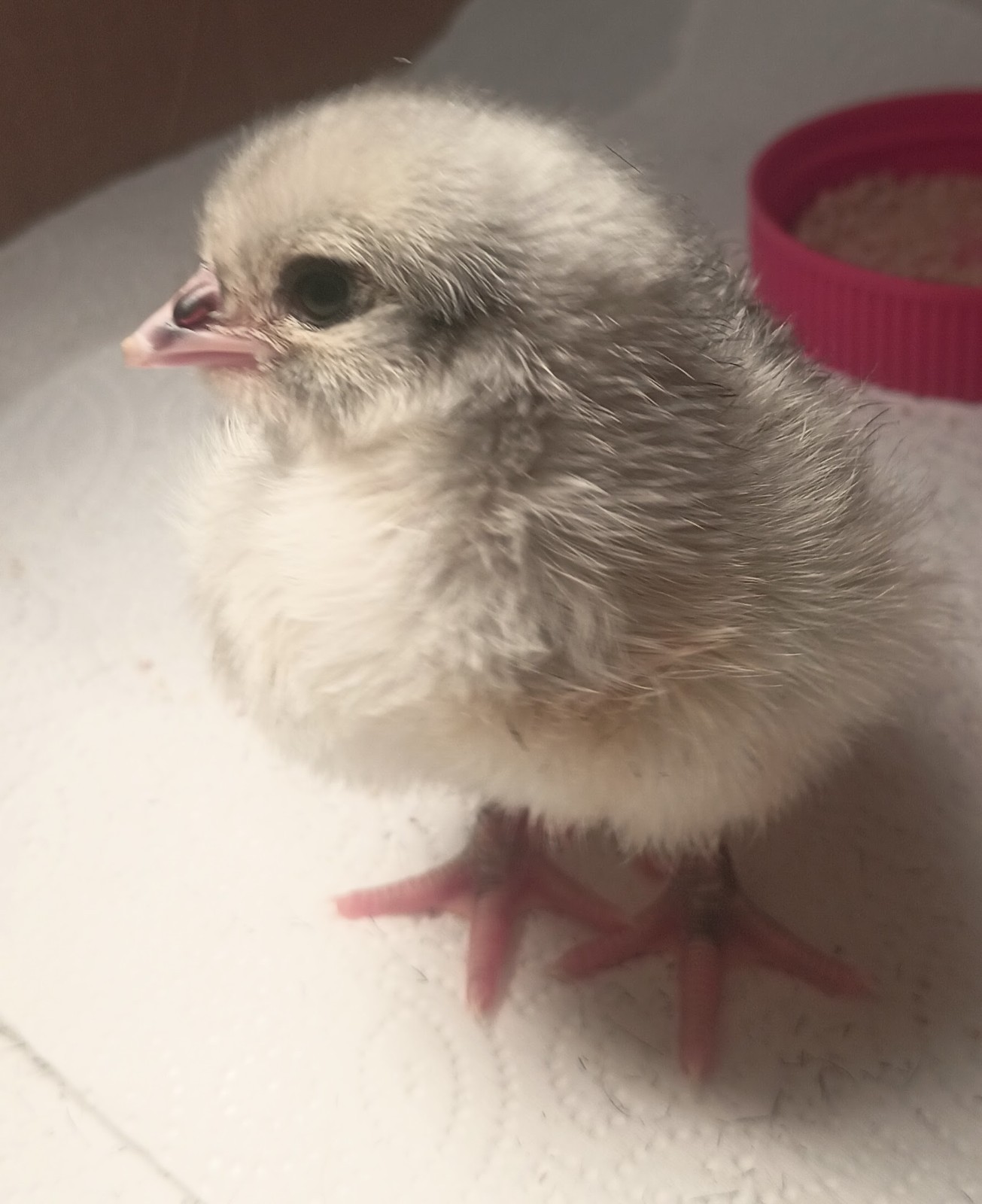 10 Pure English Lavender Orpington Fertile Chicken Eggs For Hatching! 🐣