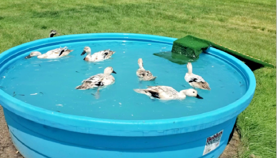 20 PUREBRED FRESH WELSH HARLEQUIN FERTILE HATCHING DUCK HATCHERY SUPPLY QUICK