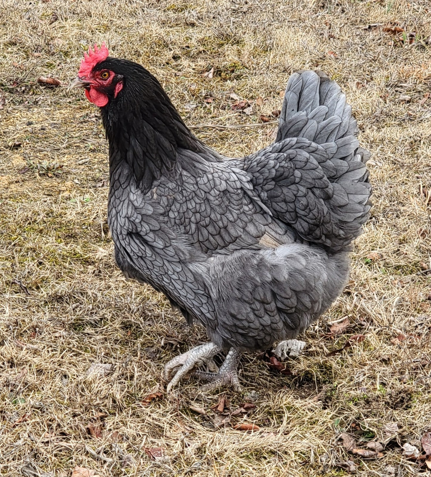 14 Pure English Orpington Hatching Eggs Mauve, SL,Mauve Laced, Choco, Huge Birds
