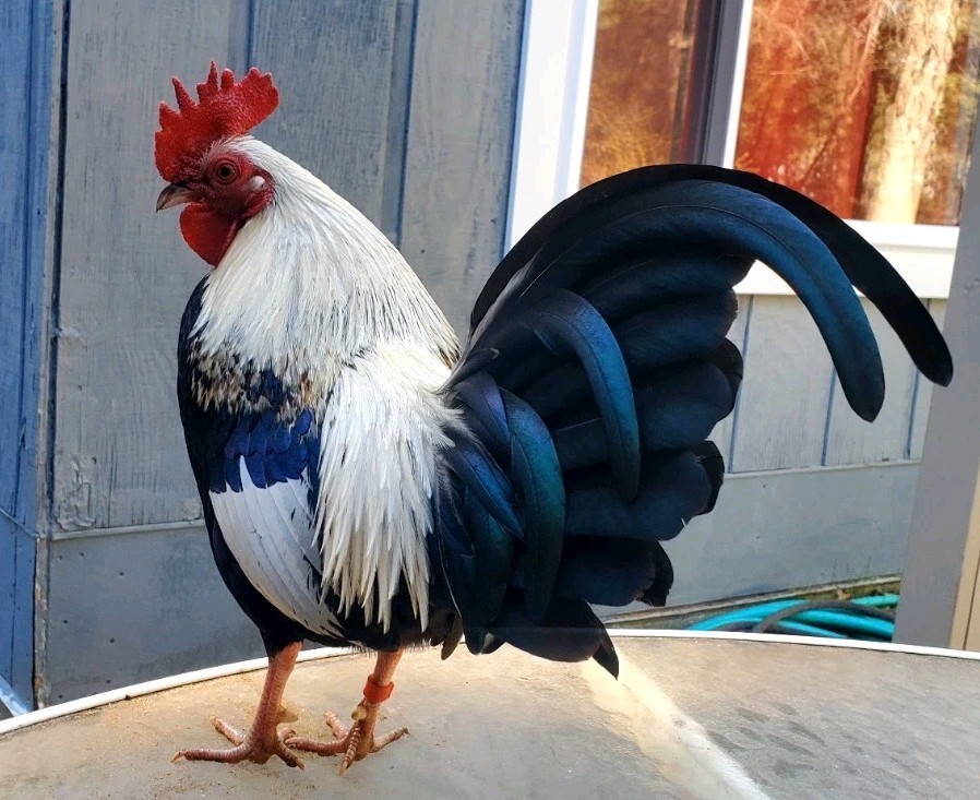 6+ Silver Duckwing Old English Bantam Fertile Hatching Eggs