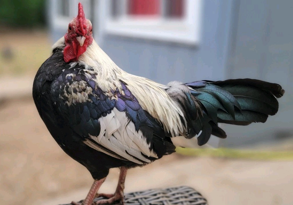 6+ Silver Duckwing Old English Bantam Fertile Hatching Eggs