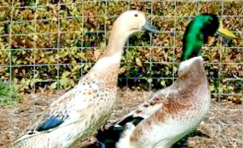 20 PUREBRED FRESH WELSH HARLEQUIN FERTILE HATCHING DUCK HATCHERY SUPPLY QUICK