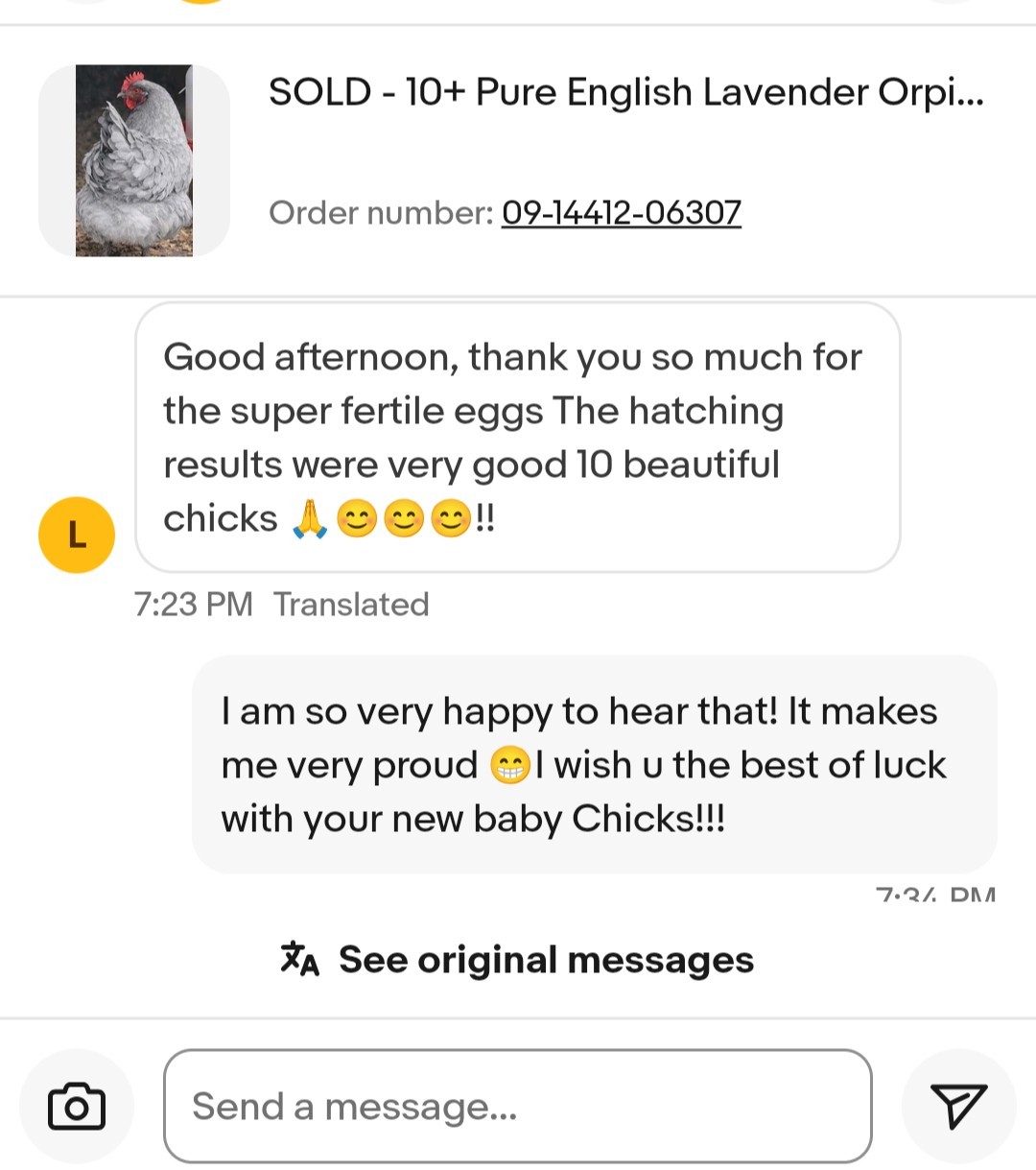 10 Pure English Lavender Orpington Fertile Chicken Eggs For Hatching! 🐣