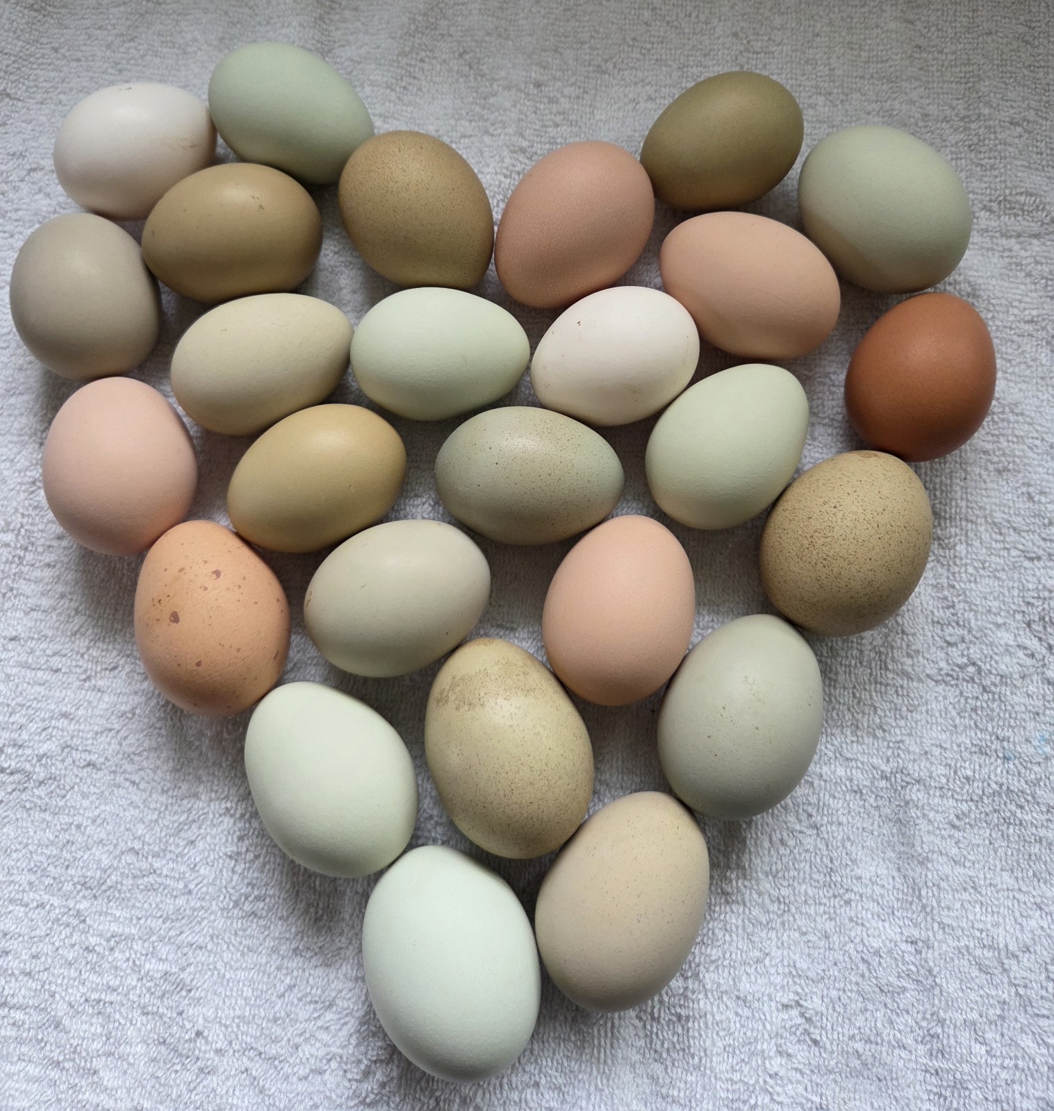 One Dozen Rainbow Hatching Eggs! Speckled, Heavy Bloom, Mint, Olive, Pink +
