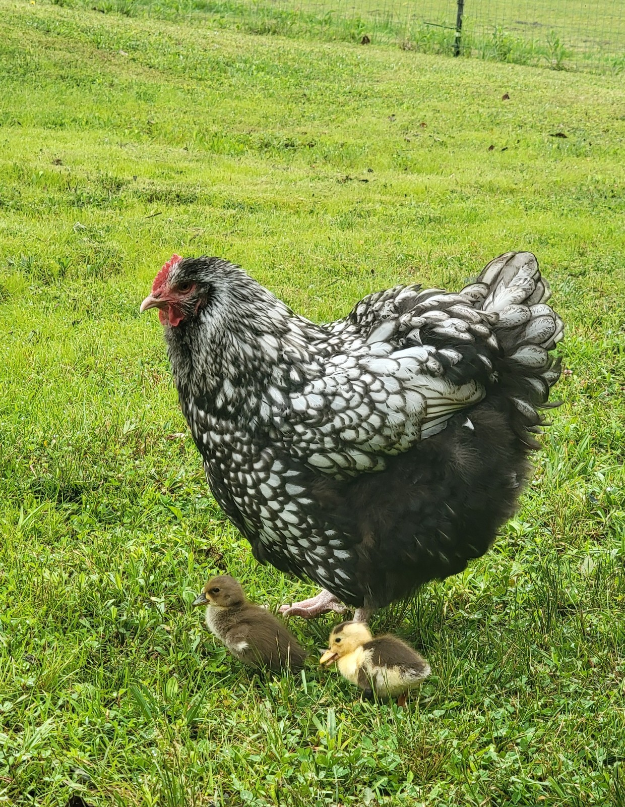 14 Pure English Orpington Hatching Eggs Mauve, SL,Mauve Laced, Choco, Huge Birds