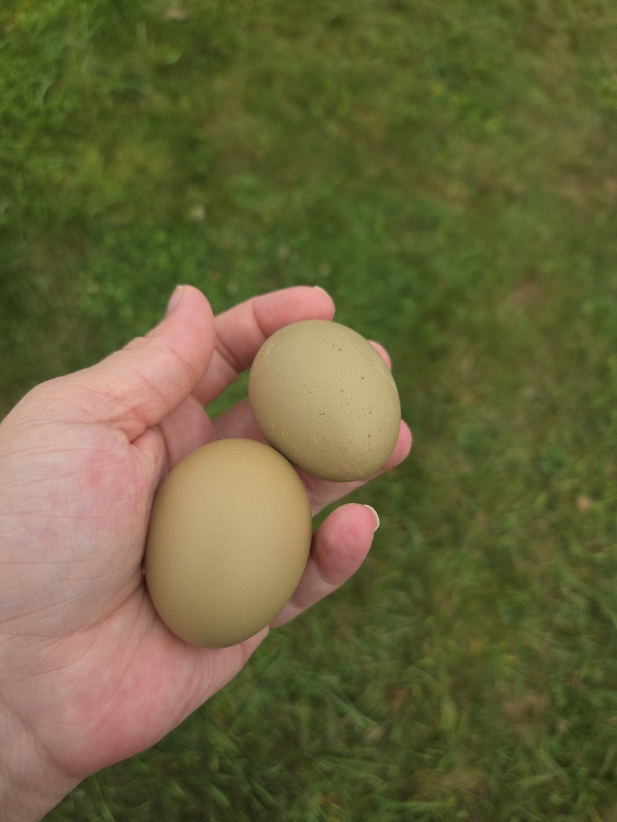 One Dozen Rainbow Hatching Eggs! Speckled, Heavy Bloom, Mint, Olive, Pink +