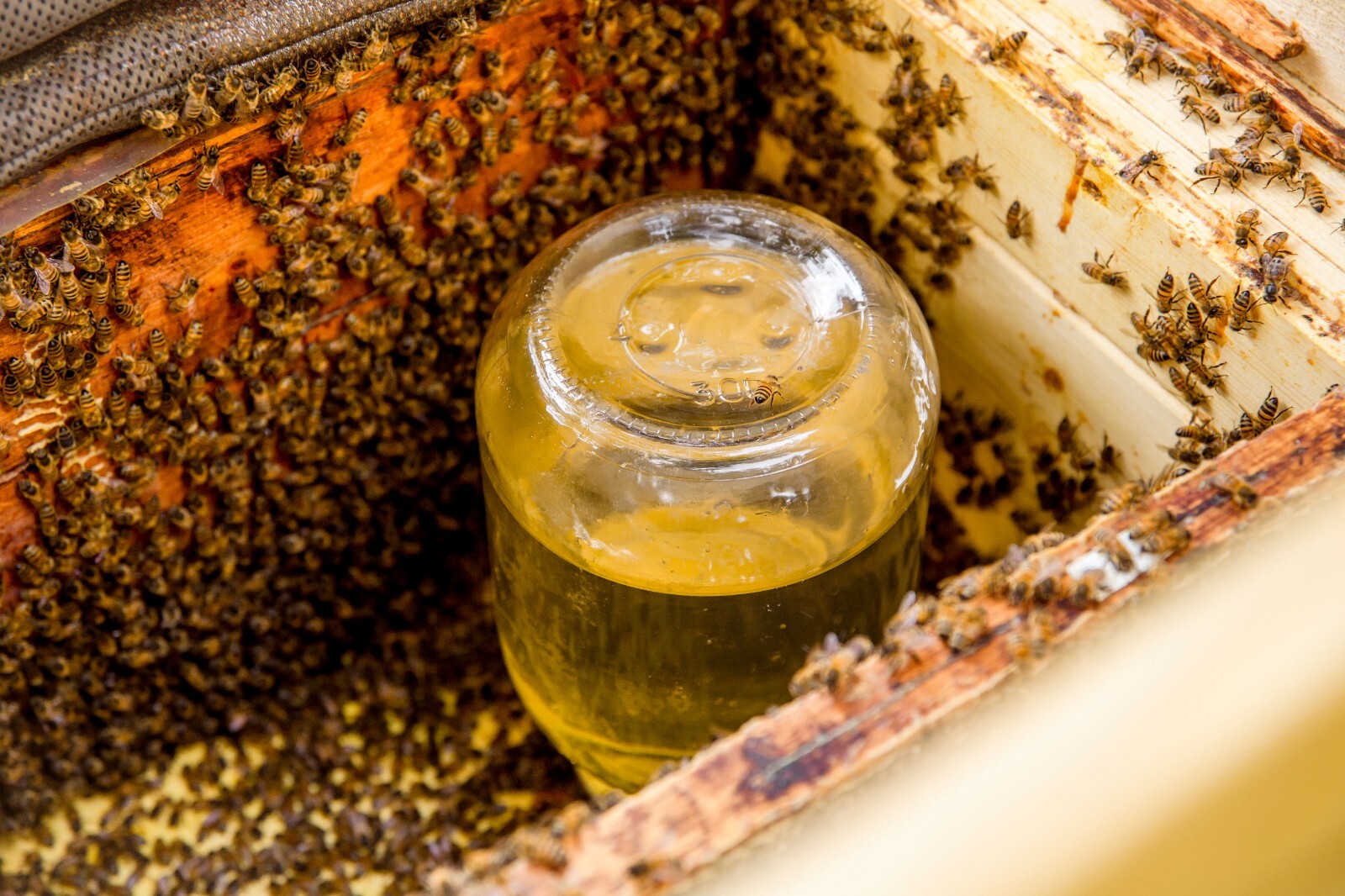 Bee-Health Pro – Feeding Supplement with Essential Oils for Honey Bees