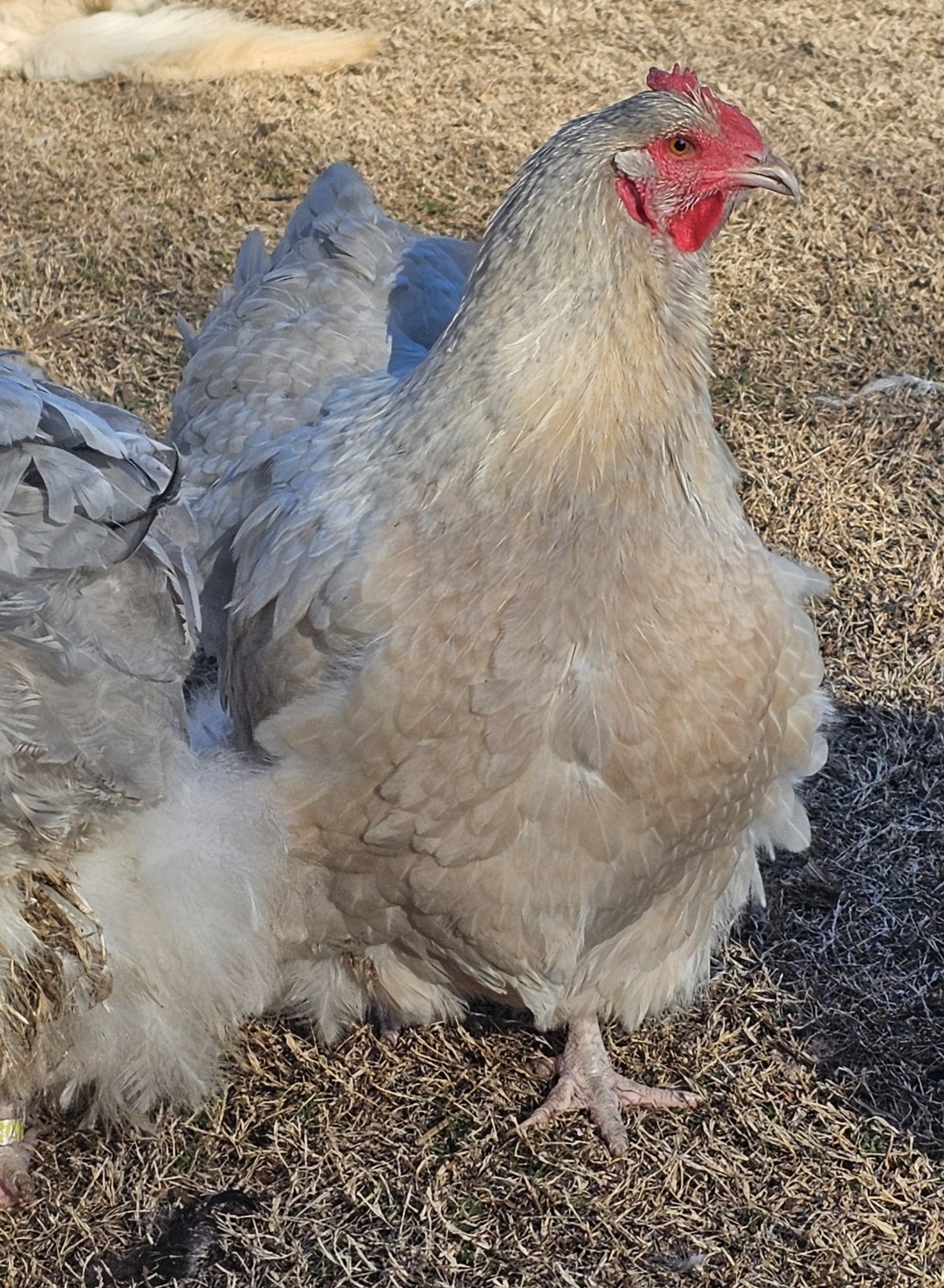 8+ English Isabel Cucko Orpington Hatching Eggs