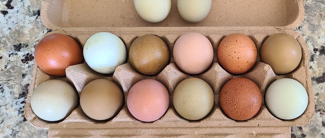 One Dozen Rainbow Hatching Eggs! Speckled, Heavy Bloom, Mint, Olive, Pink +