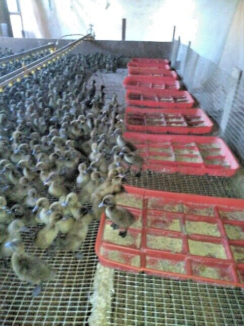 20 PUREBRED FRESH WELSH HARLEQUIN FERTILE HATCHING DUCK HATCHERY SUPPLY QUICK