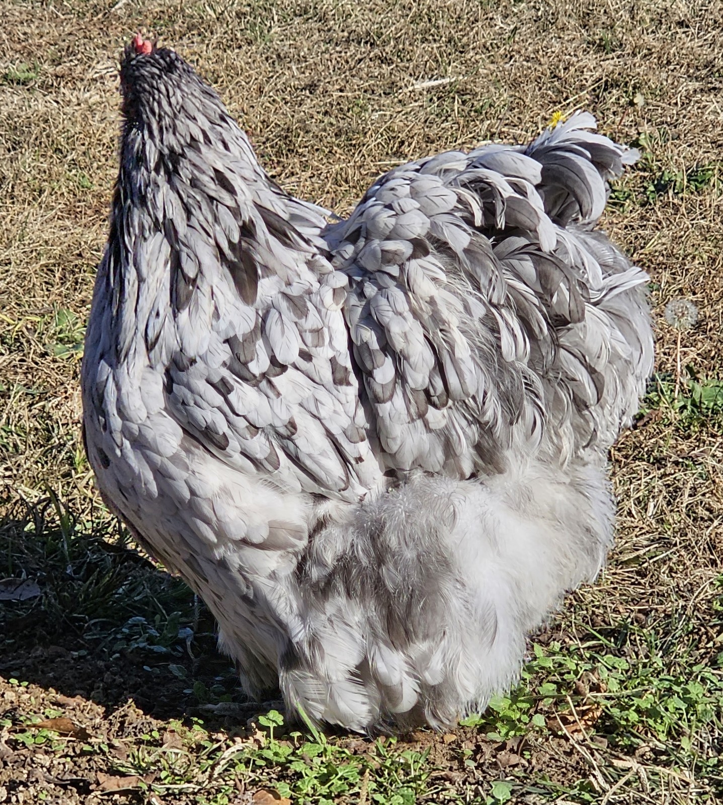 8+ English Blue/Black/Splashg Orpington Hatching Eggs