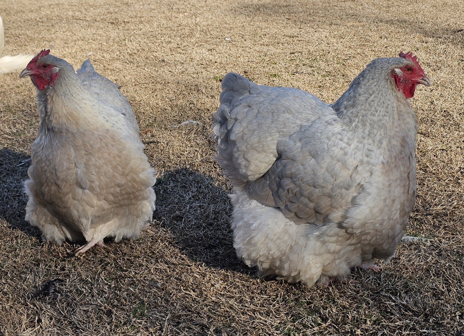 8+ English Isabel Cucko Orpington Hatching Eggs