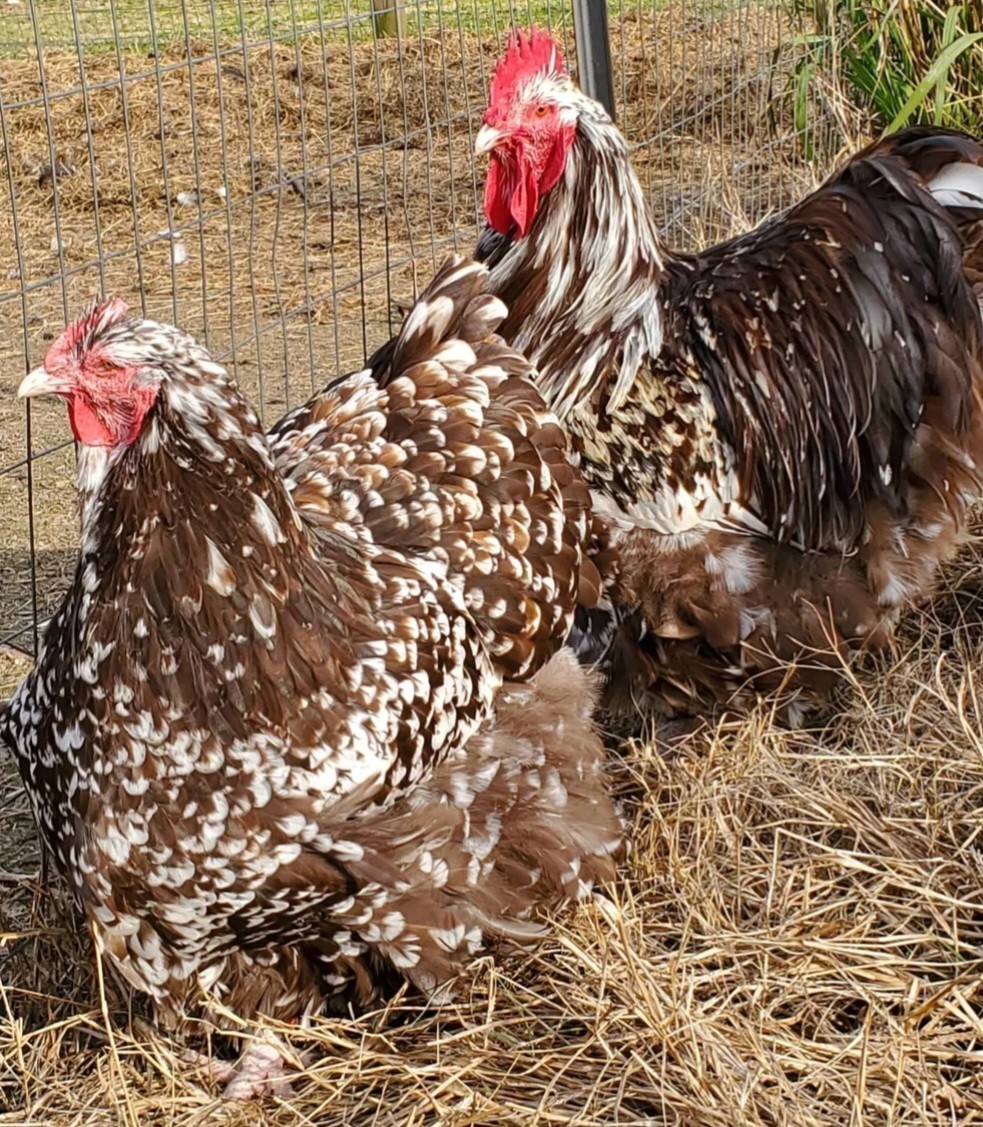 8+ English Chocolate Mottled Orpington Hatching Eggs