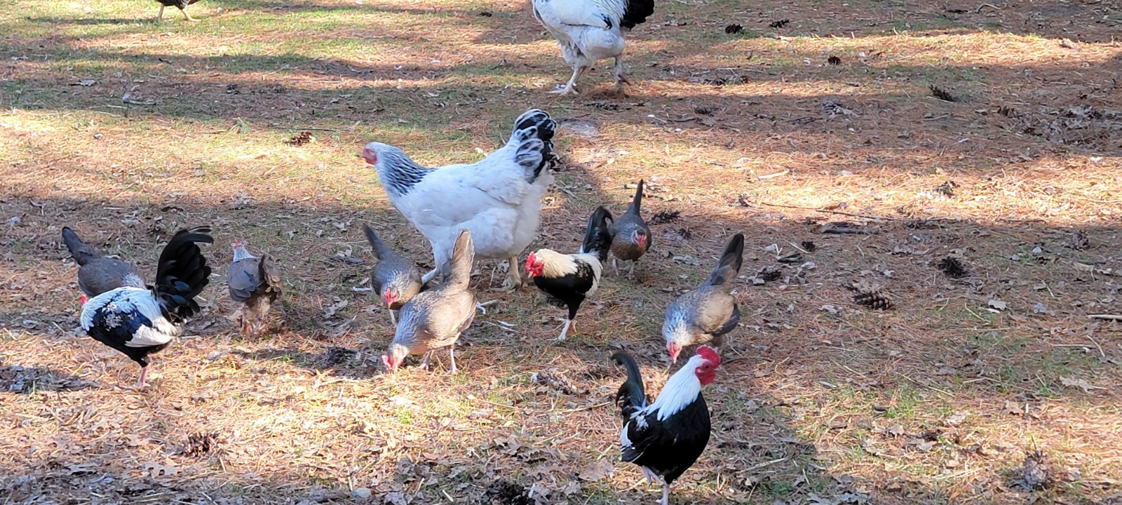 6+ Silver Duckwing Old English Bantam Fertile Hatching Eggs